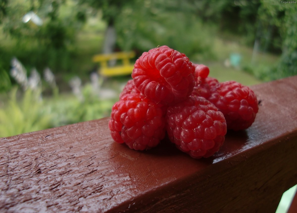 Raspberry Brilliant - مجموعة متنوعة لمناخ قاسٍ ومزايا وعيوب.