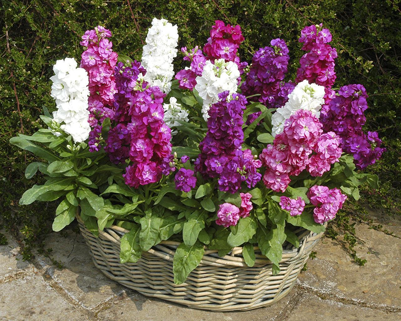 Мирисно цвеће сумрака - левкои, правила садње и фотографије