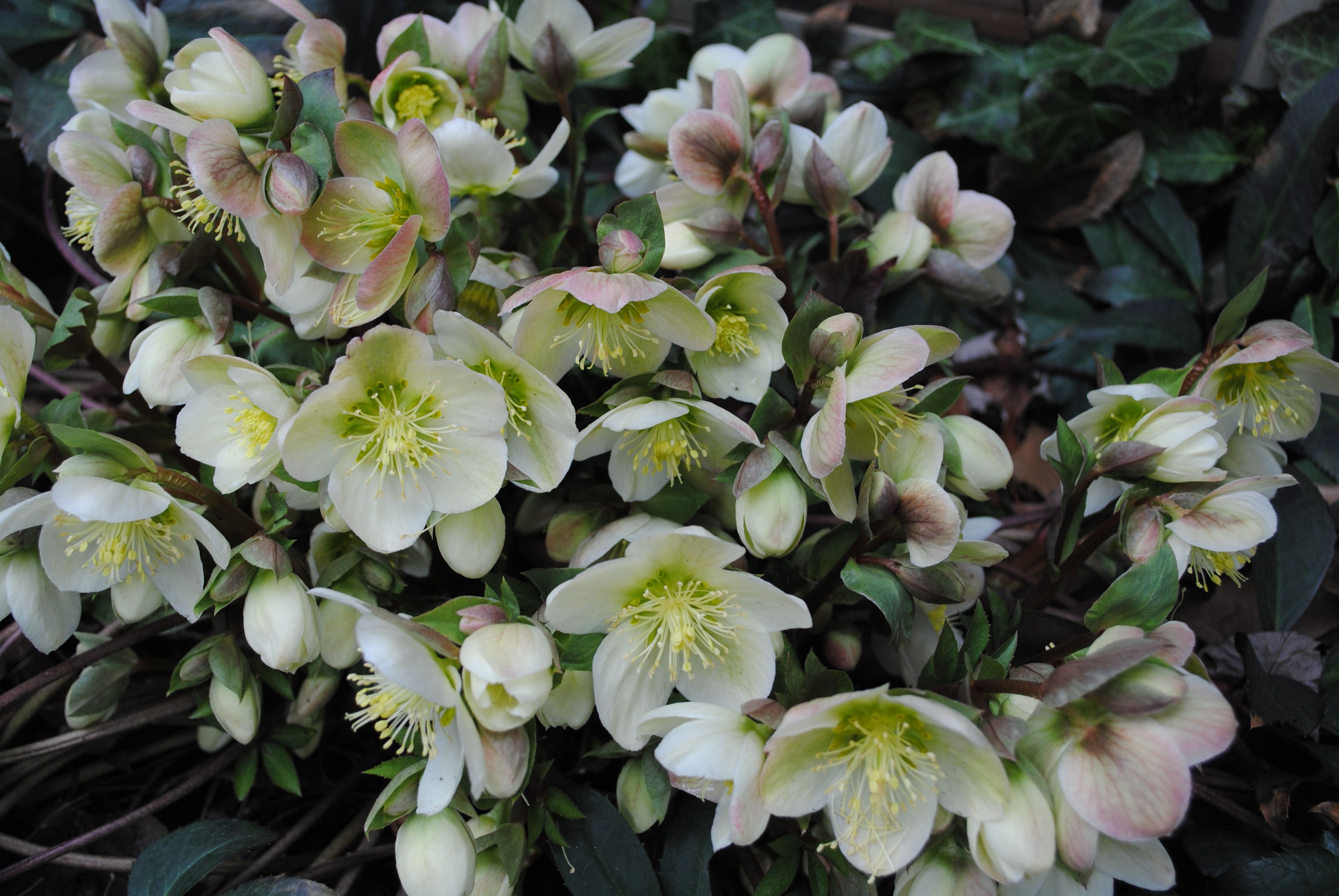 نبات Hellebore: وصف وزراعة وصور الزهور