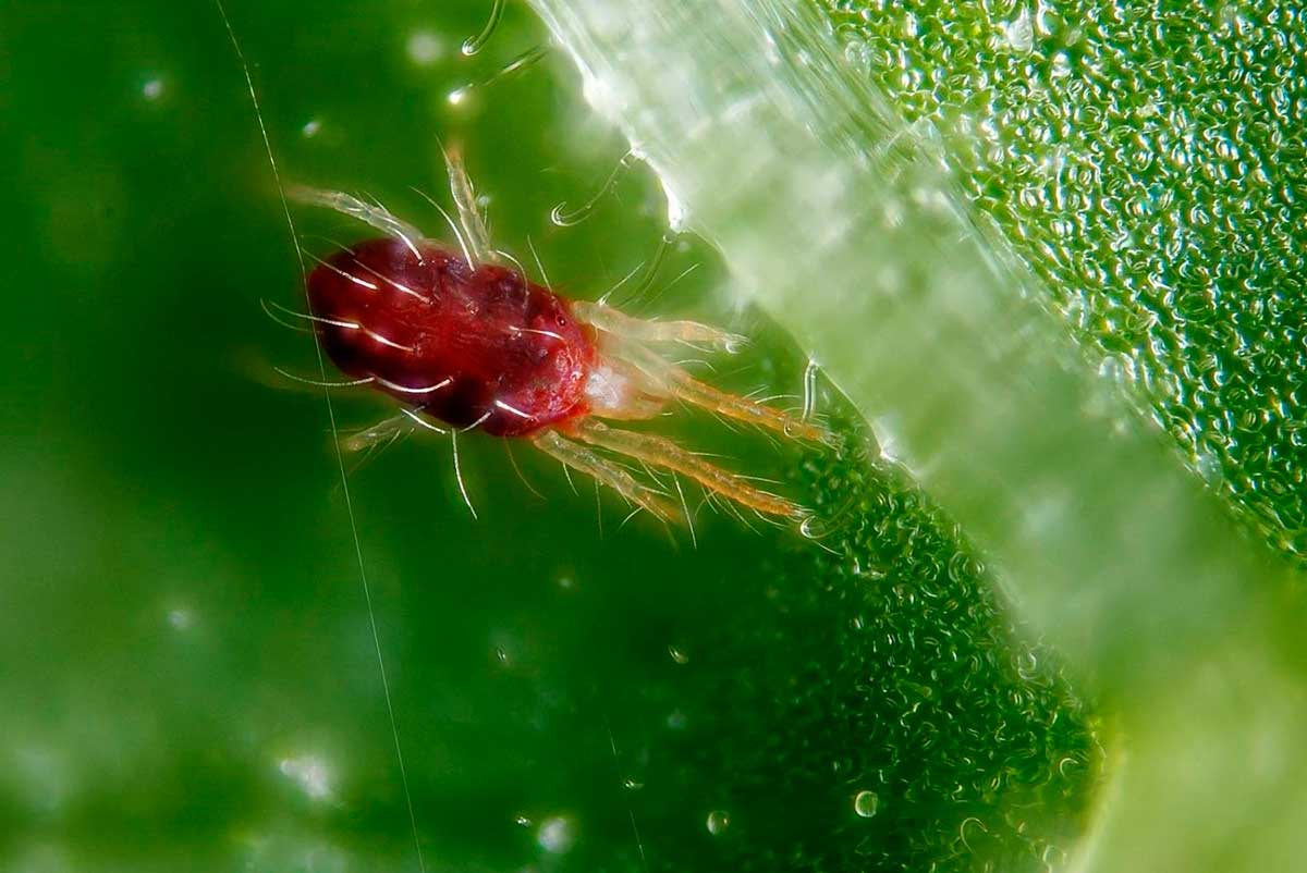 Hämähäkkipunkki sisäkasveissa: miten taistella kotona?