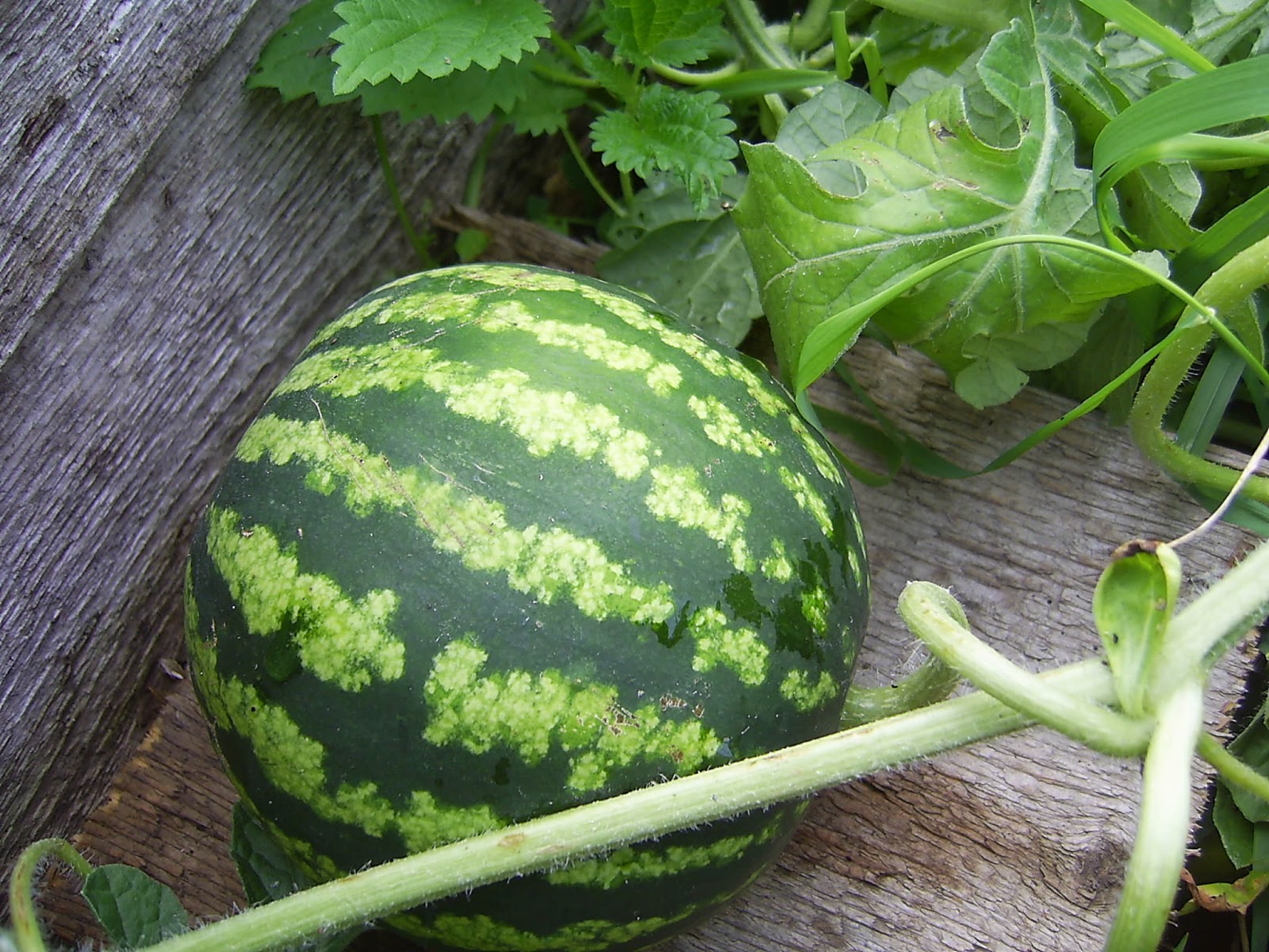 Watermeloenen in bloembedden bij Moskou: variëteiten voor de regio Moskou, landbouwtechnologie en zorgfuncties
