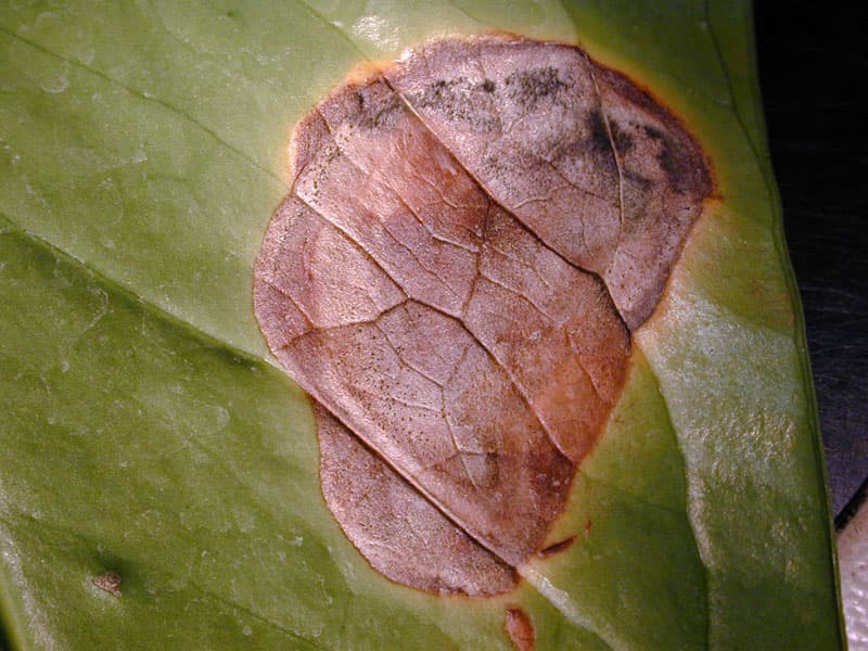 Come trattare le malattie delle foglie di anthurium: foto e descrizione