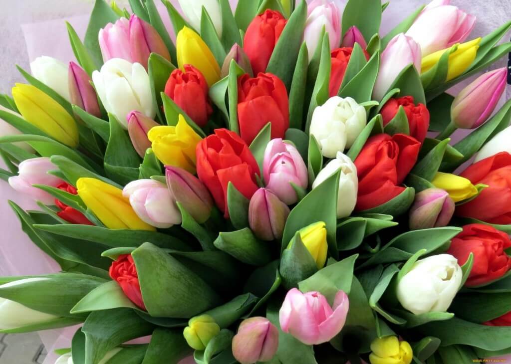 Kako uzgajati tulipane do 8. ožujka kod kuće