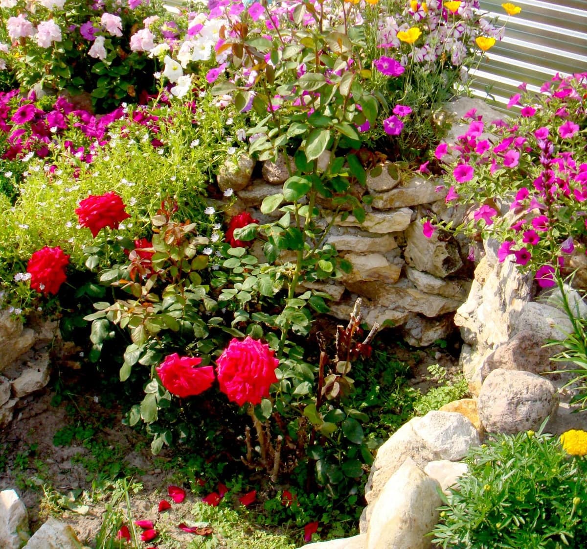 DIY ogród różany w kraju: wskazówki i zdjęcia