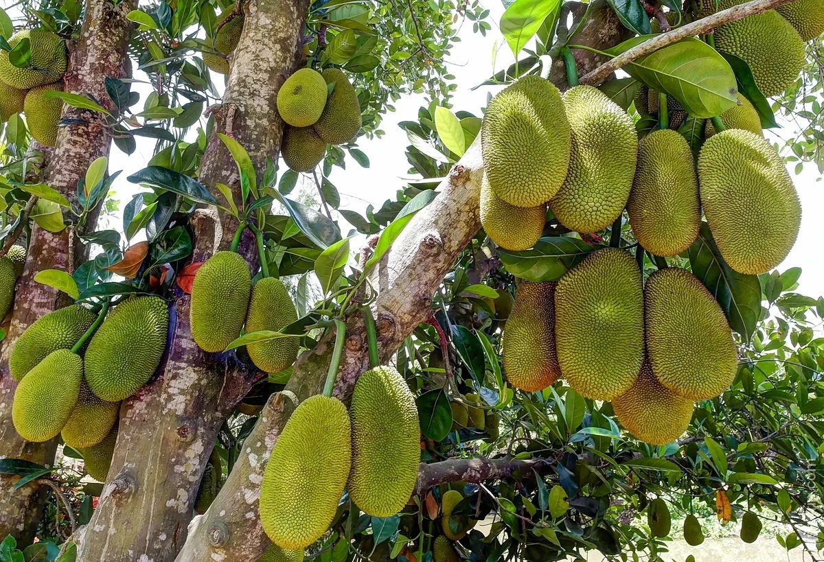 Breadfruit: larawan, paglalarawan