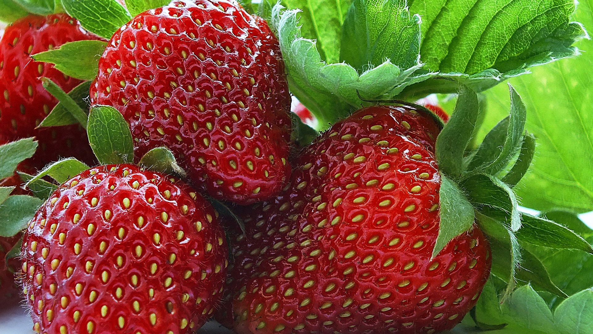 За да не боледуват ягодите: причини, симптоми на ягодови заболявания и начини за защита срещу тях