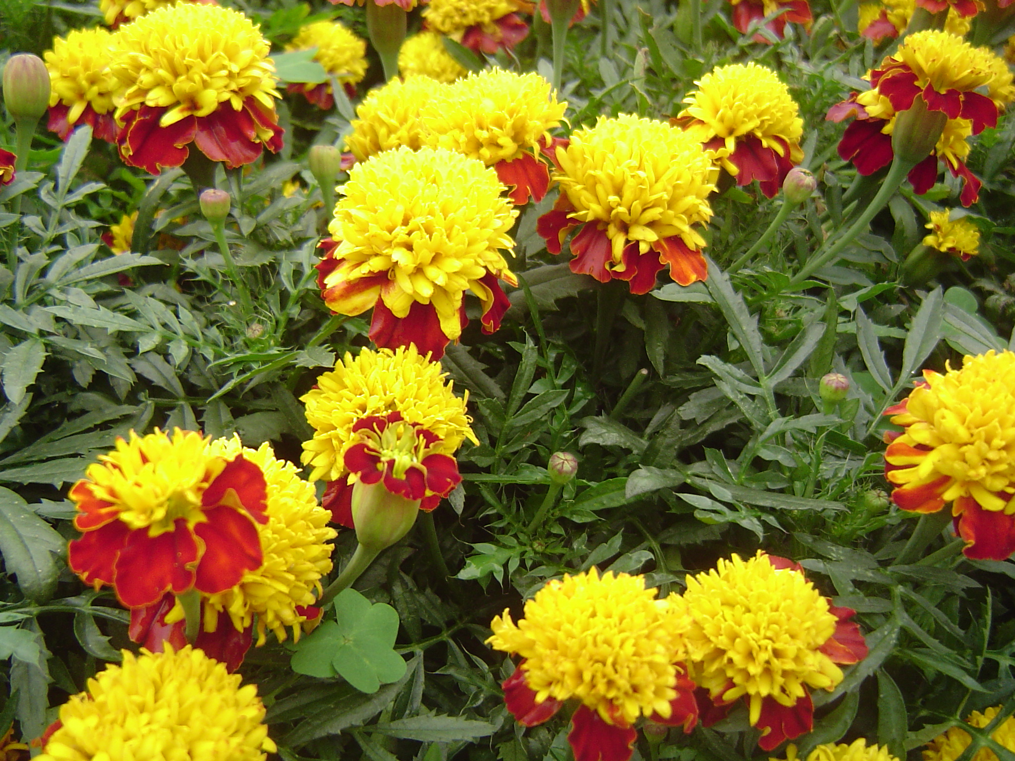 Marigolds: ποικιλίες, περιγραφή και φωτογραφίες λουλουδιών