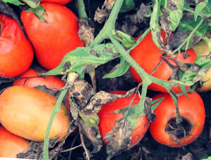 Alternaria op tomaten