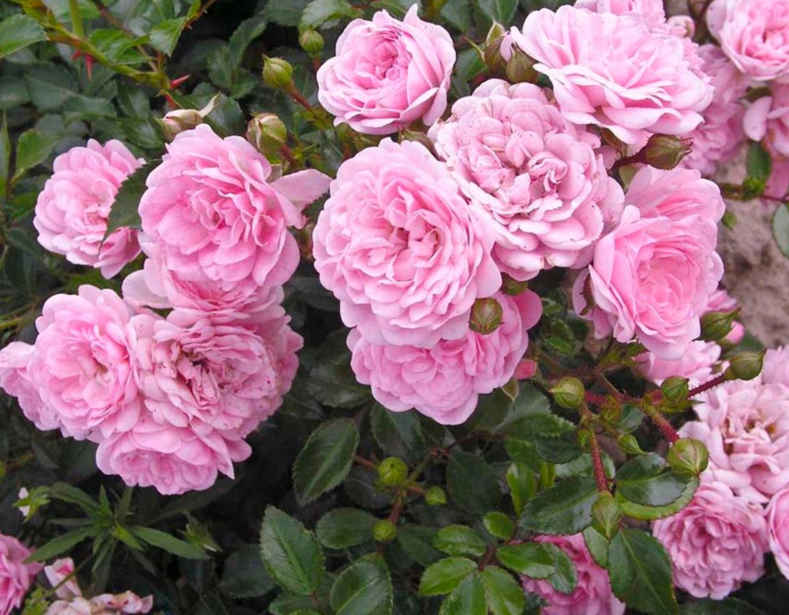 Полиантовата роза - особености на сорта и грижите за него?