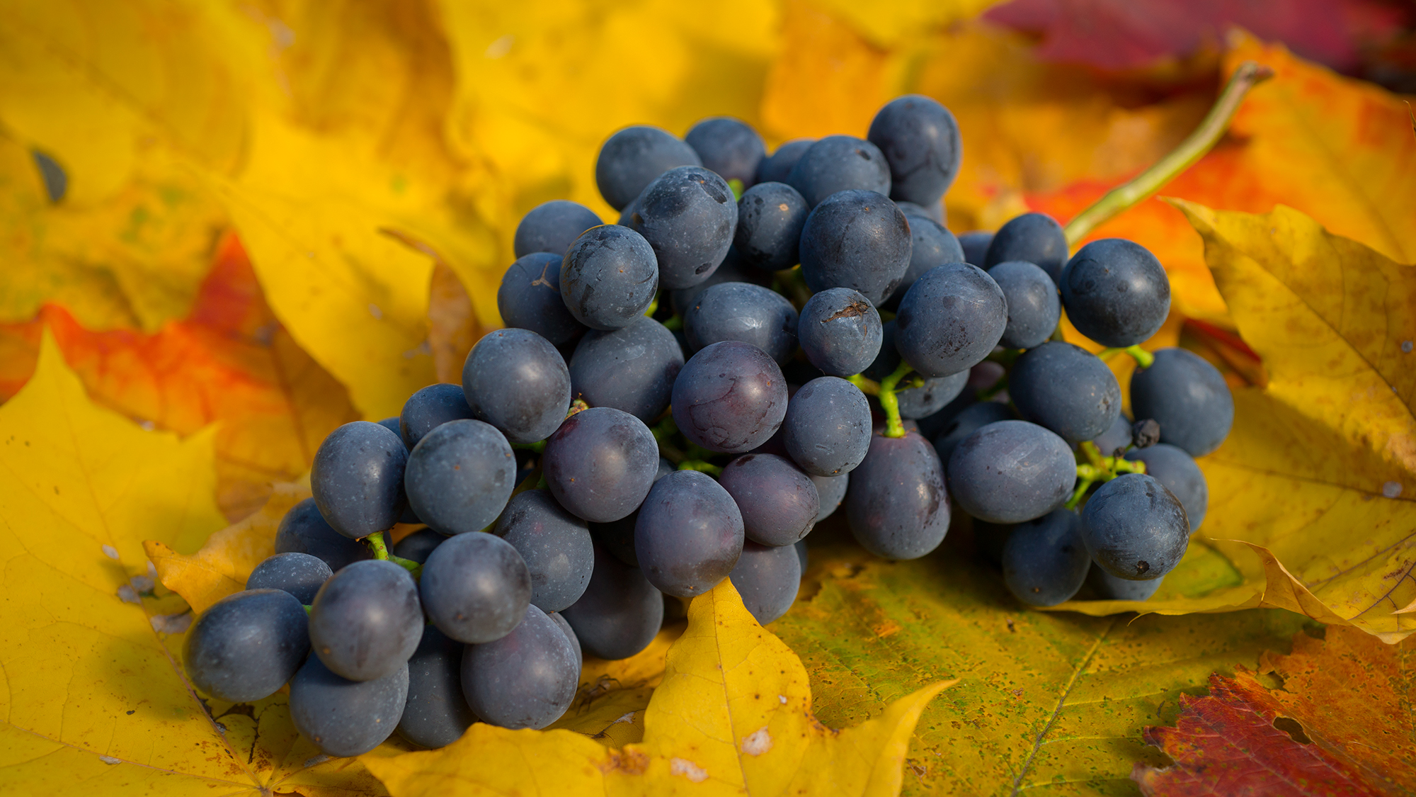 Donskoy Agate je dragocjena sorta grožđa: rodovnica, karakteristike i usporedba s drugim sortama