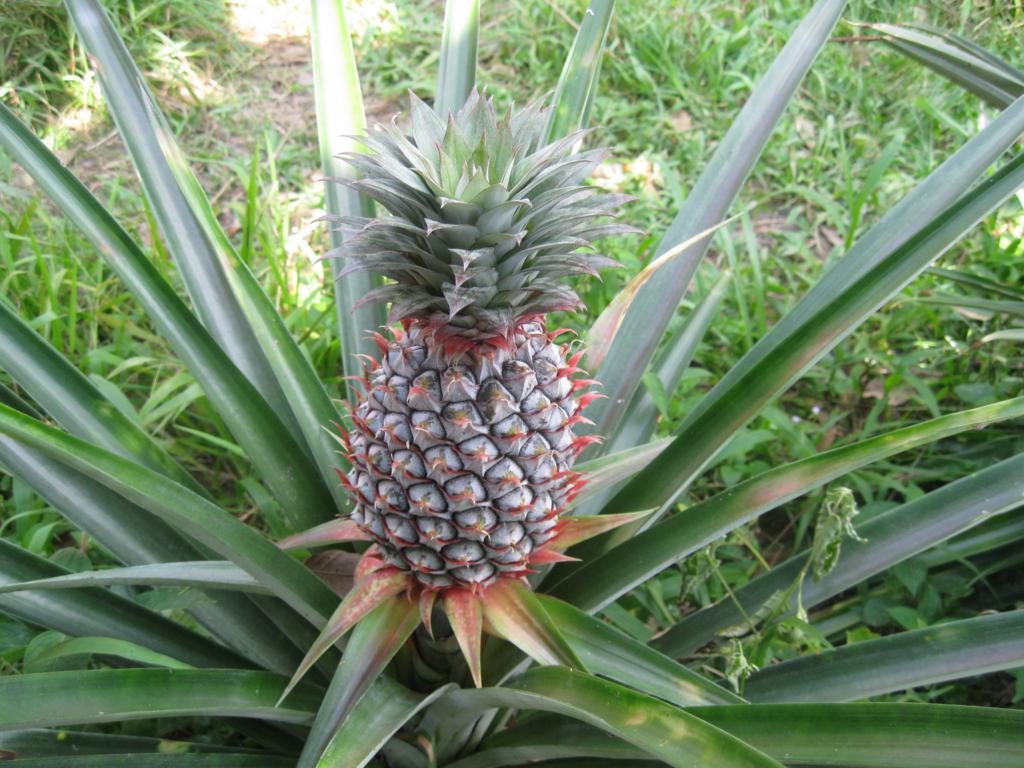 Hur ananas växer på plantager, i växthus och hemma