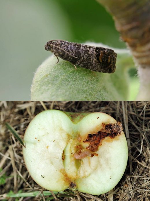 Motyl i gąsienica ćmy jabłoniowej