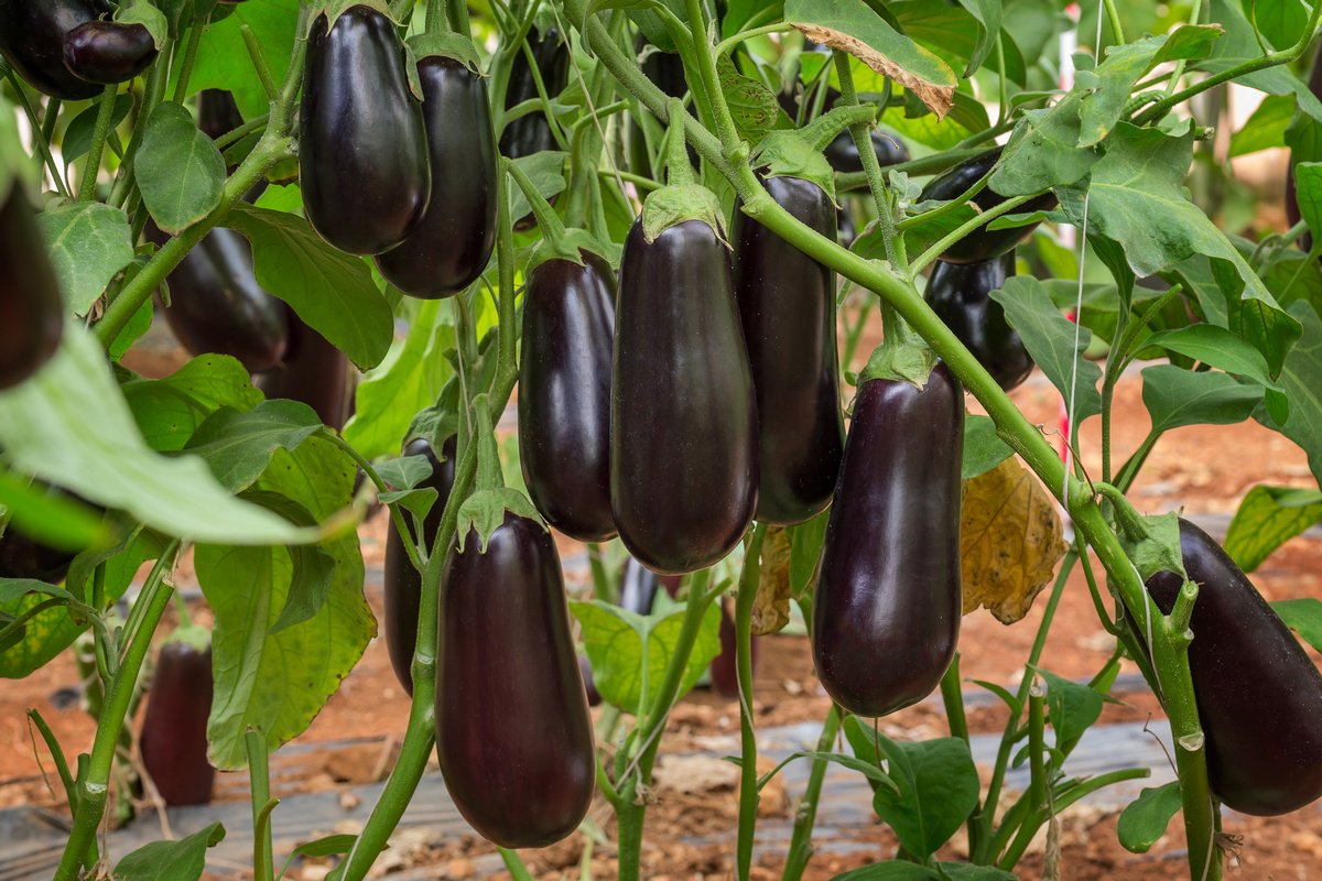Clorinda F1: une variété d'aubergine à maturation précoce sans prétention