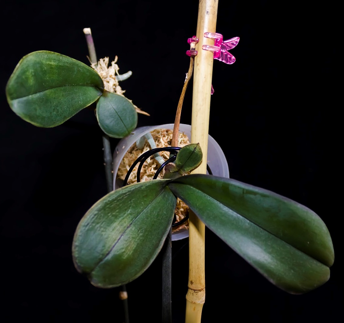 Как да засадите орхидея у дома: съвети, снимки