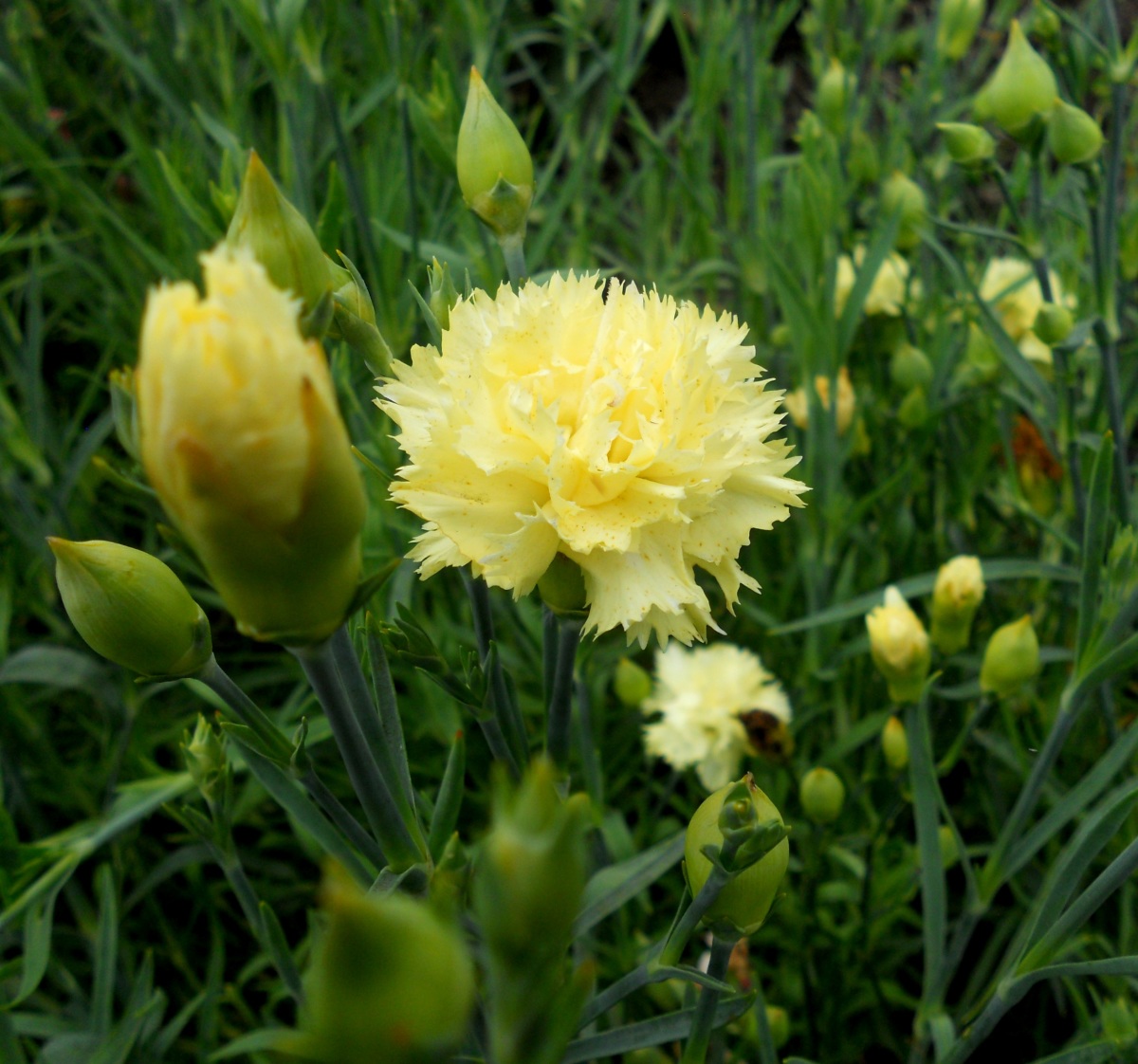 Hoa cẩm chướng Shabo: đặc điểm trồng và chăm sóc, ảnh hoa