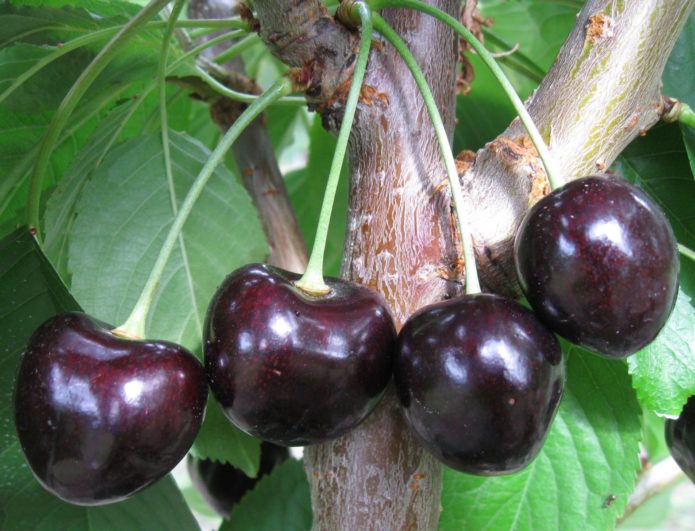 Οι πιο δημοφιλείς ποικιλίες και χαρακτηριστικά των καλλιεργημένων μαύρων κερασιών