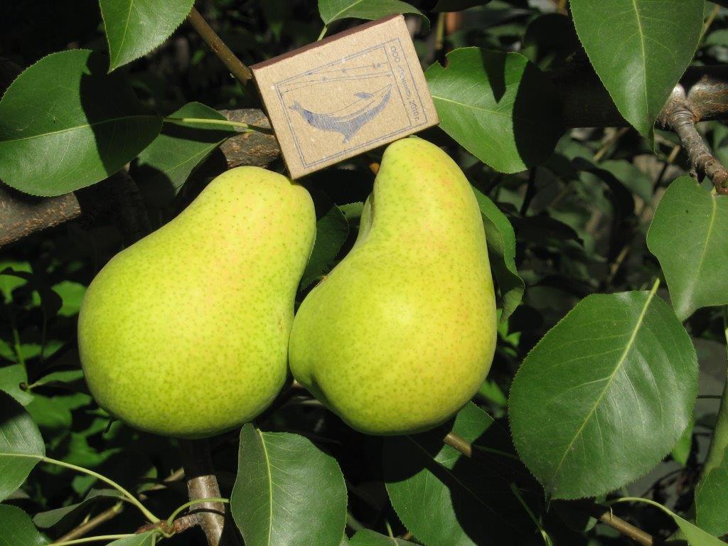 Pear Chizhovskaya: recommendations for planting and cultivation, tips for avoiding agronomists