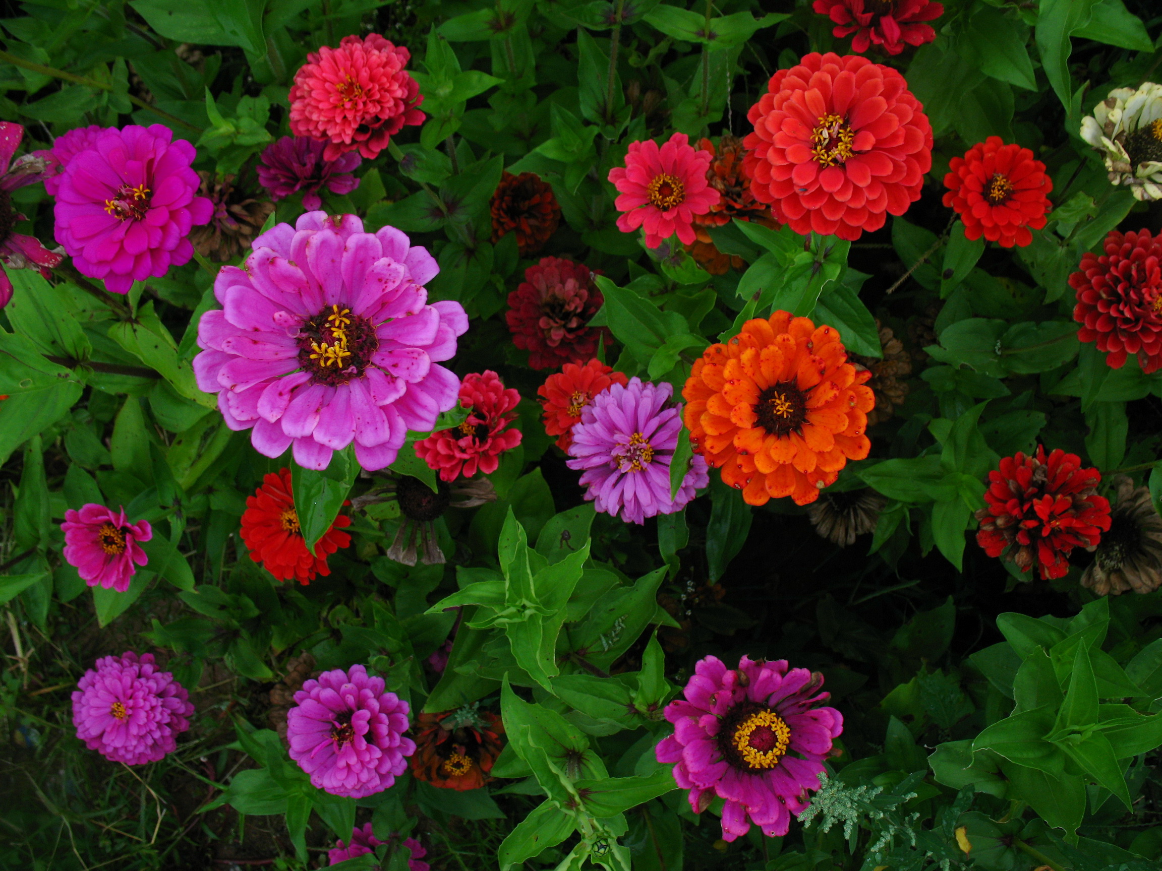 Zinnia kweken: variëteiten en foto's van bloemen