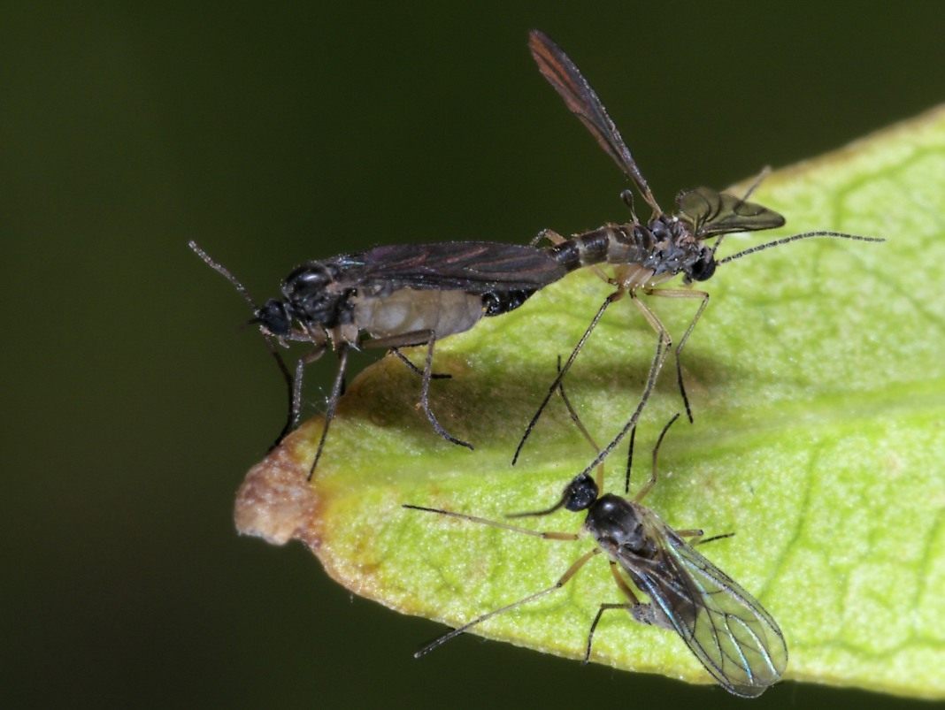 Hoe zich te ontdoen van muggen die in bloempotten leven?