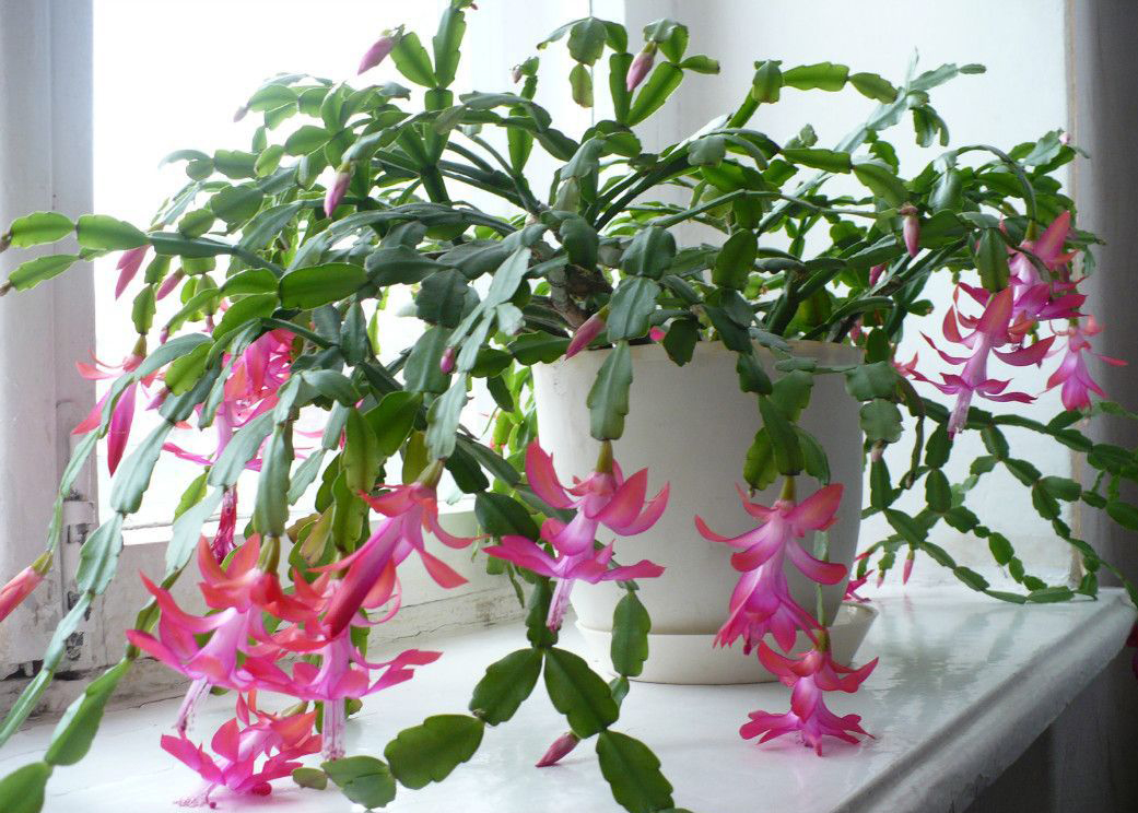 Decembrist kukka: lisääntyminen, lajikkeet valokuvilla ja hoito-ominaisuudet