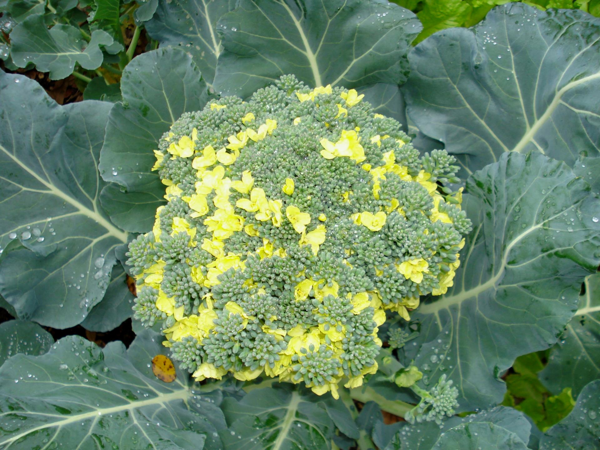 Piantine di broccoli in crescita: come evitare problemi comuni