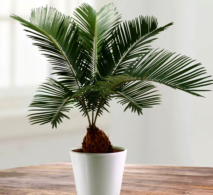 Tsikas: een gedetailleerde beschrijving van de zorg voor een grillige palmboom thuis