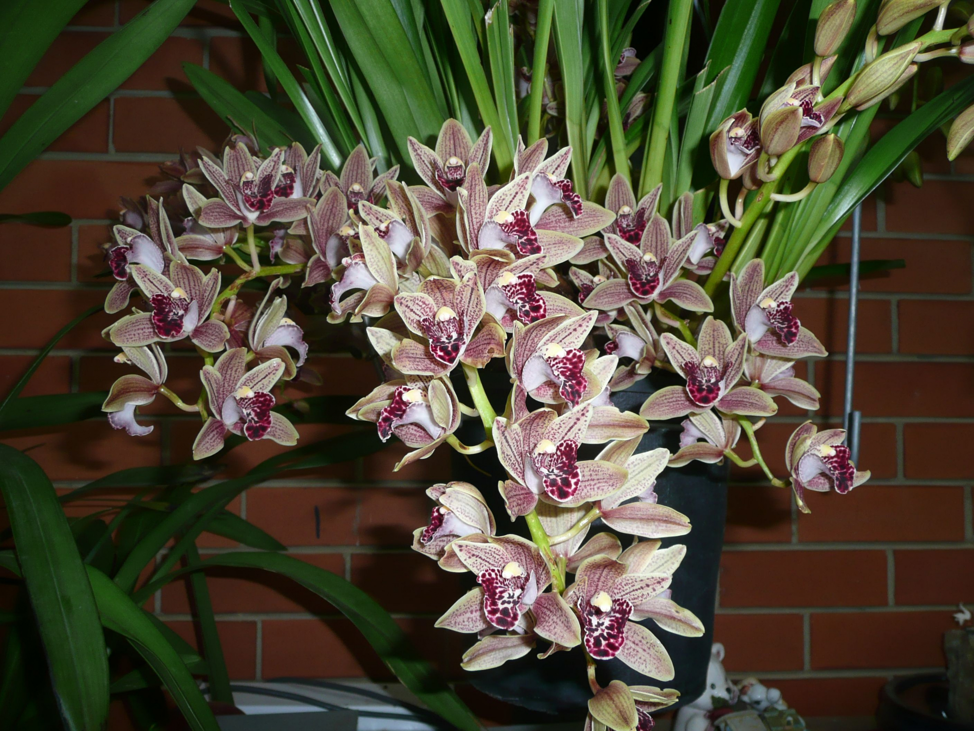 Cymbidium: no menos eficaz que las orquídeas habituales