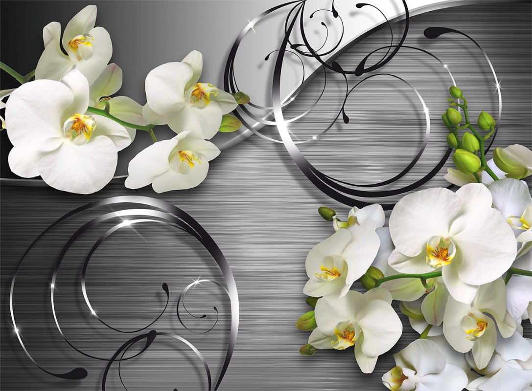 Witte orchidee: foto en beschrijving