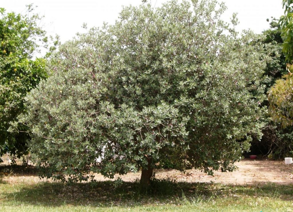 Feijoa tree