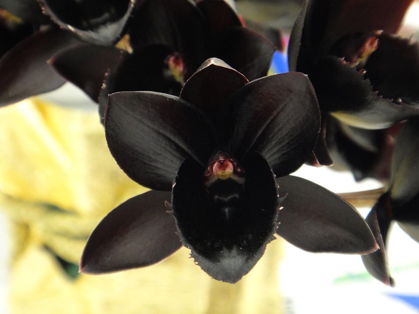 Phalaenopsis - un fiore di orchidea nera, come appare nella foto