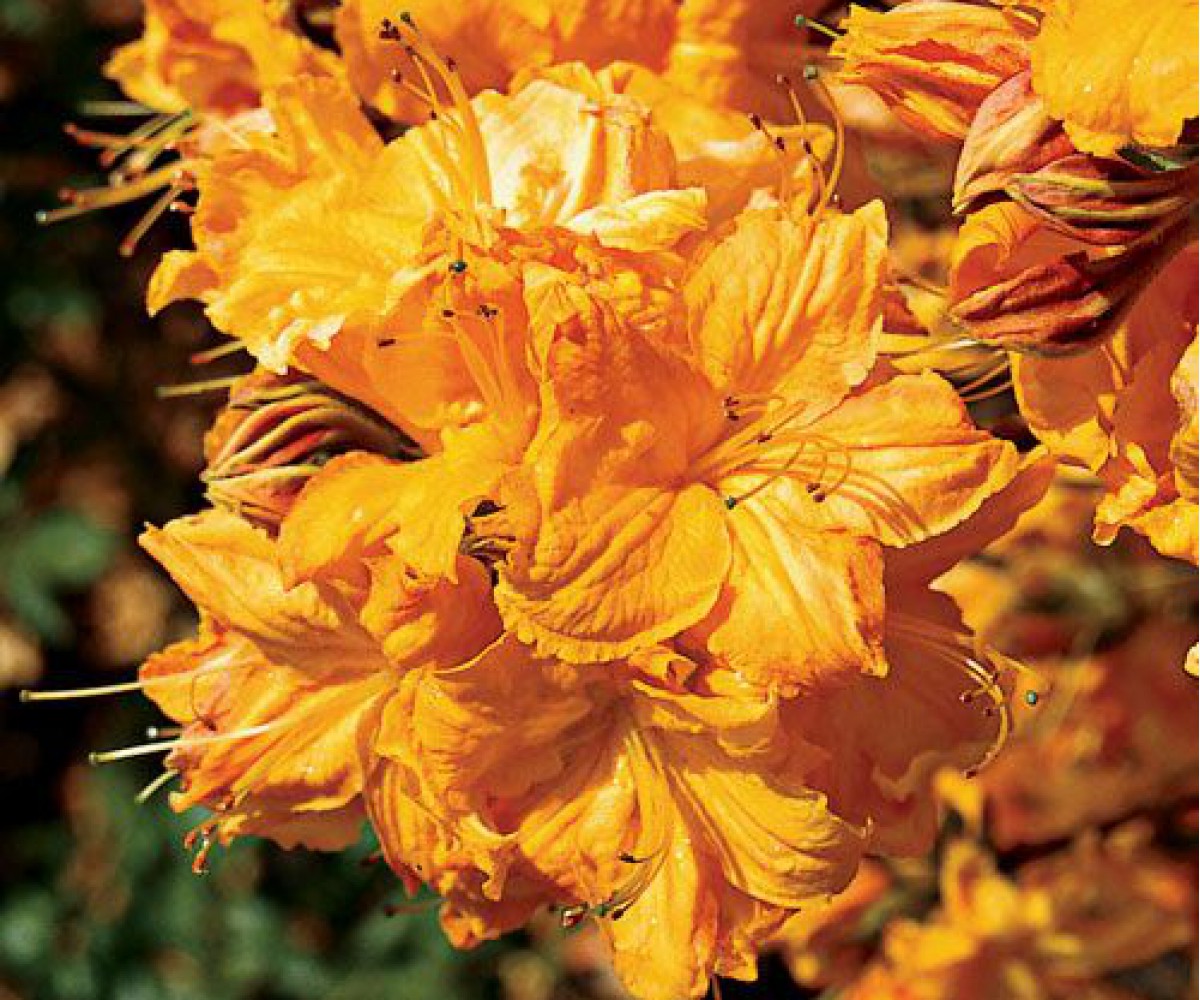 Vidinė azalijos gėlė: auginimas ir priežiūra namuose