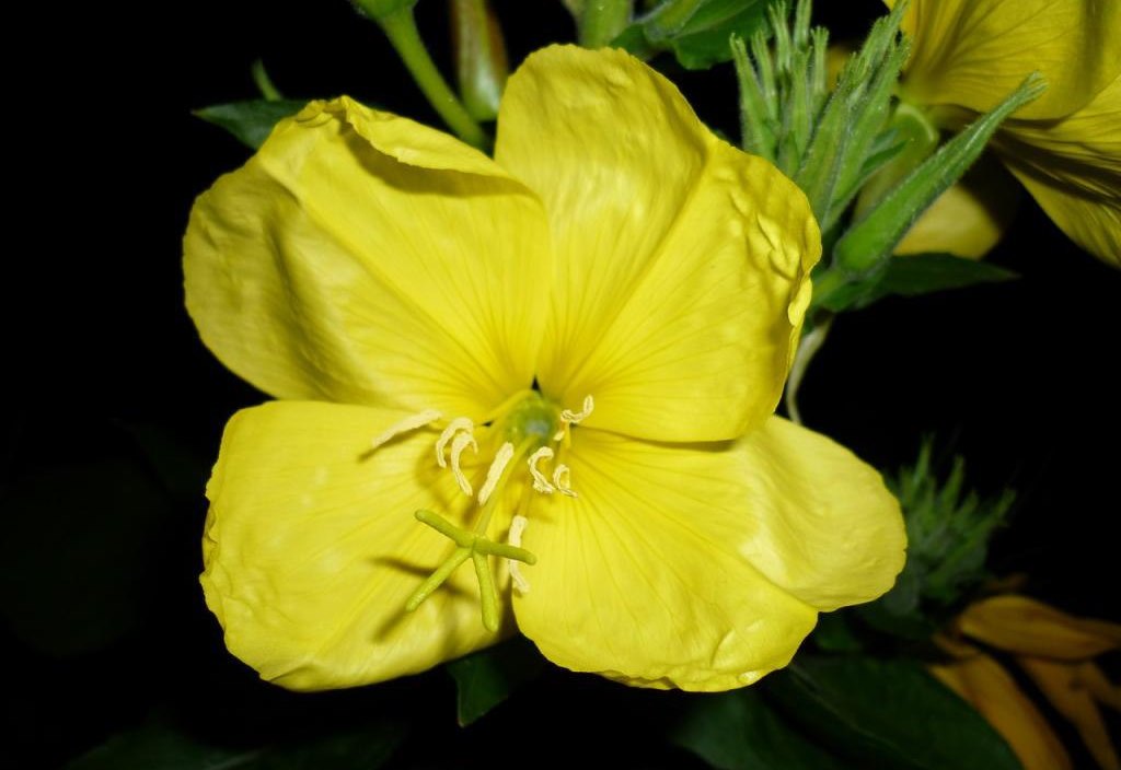 Menanam dan merawat primrose petang, foto bunga