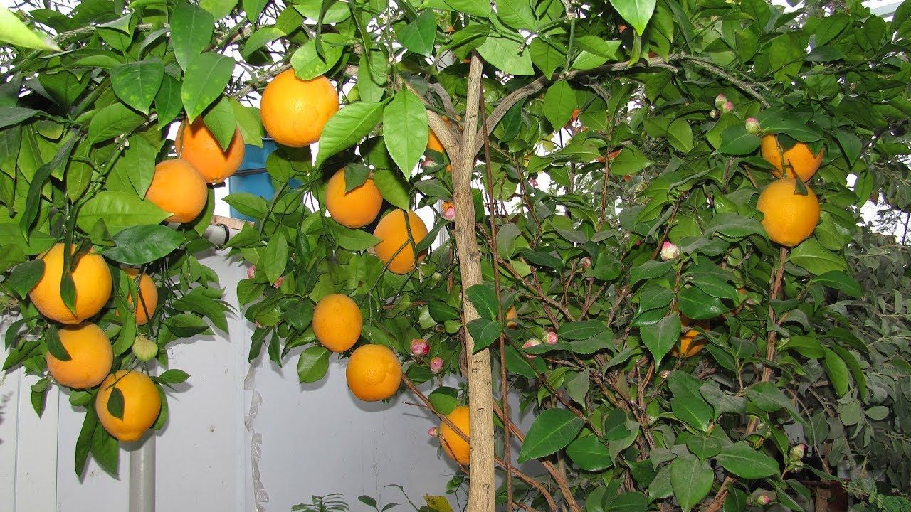 Vi dyrker appelsiner hjemme og ute