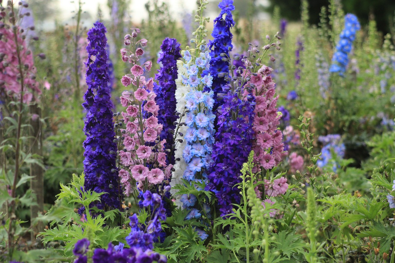 Perennial delphinium: planting and care, photo of flowers