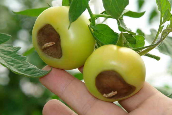 Peronospora sui pomodori