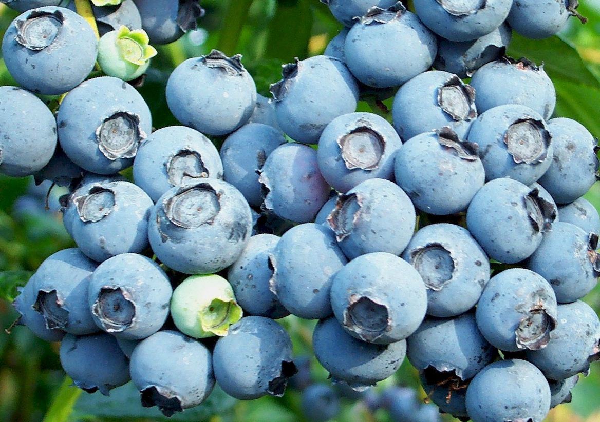 Hohe Gartenblaubeere Bluecrop - Referenzsorte