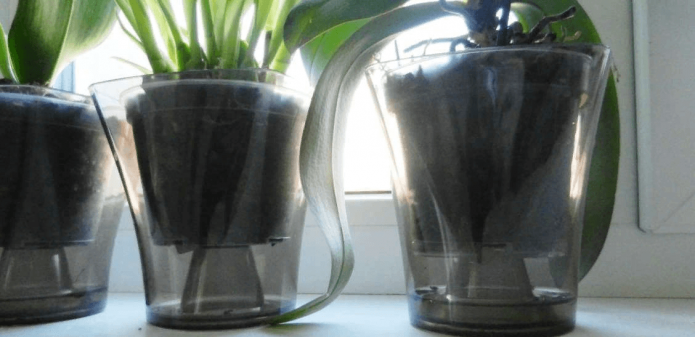 Fiori in vaso in contenitori trasparenti