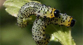 Gooseberry sawfly caterpillars sa isang dahon