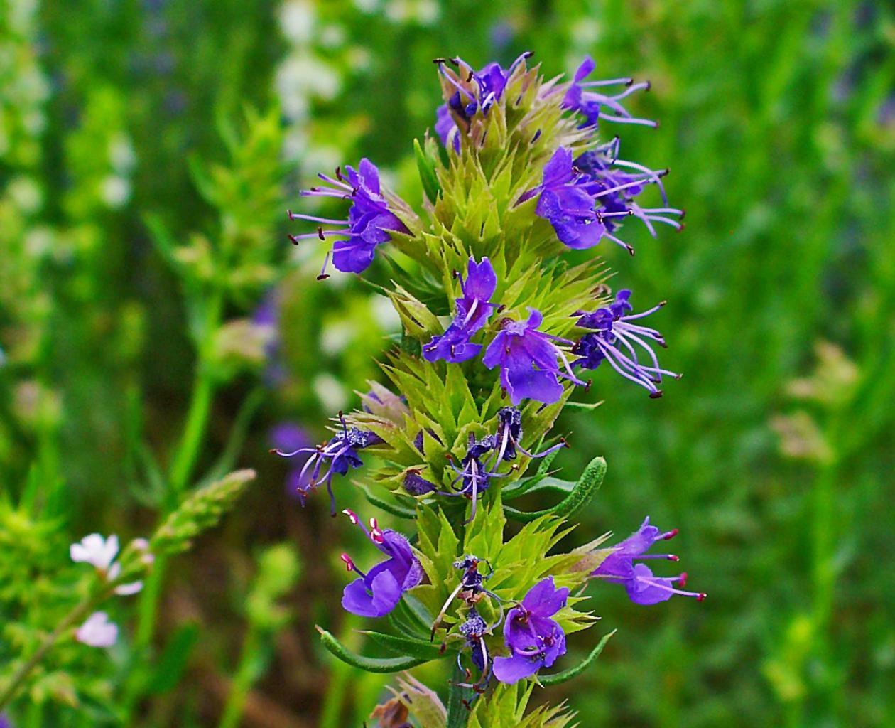 Izop ili plava gospina trava: uzgoj iz sjemena, njega i fotografije