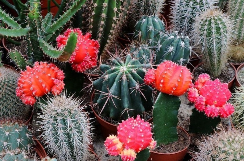 4 najlepšie kaktusové jedlá, aby ste neochoreli