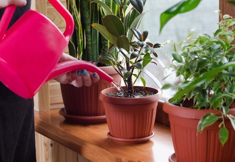 כדי למנוע מהצמחים לחלות: 3 נקודות חשובות להשקיית צמחים מקורה
