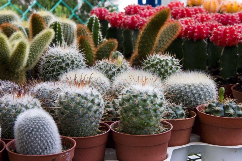 Sådan plejer du kaktus om vinteren for at overleve kulden
