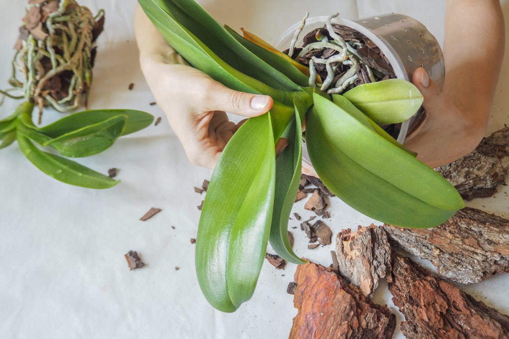 Zorg en reproductie van orchideeën thuis, foto van bloemen