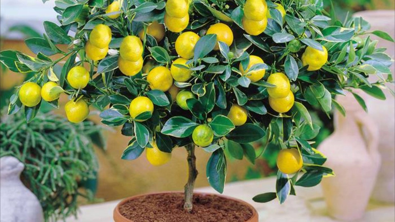 Грижи и отглеждане на лимон у дома
