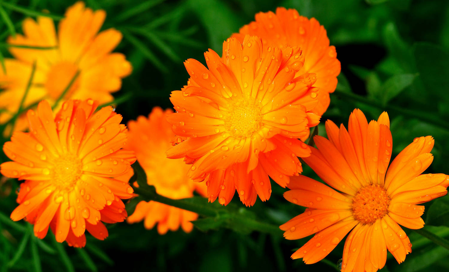 Летни цветя, отглеждани от нашите баби, но по някаква причина сега сме забравили за тях