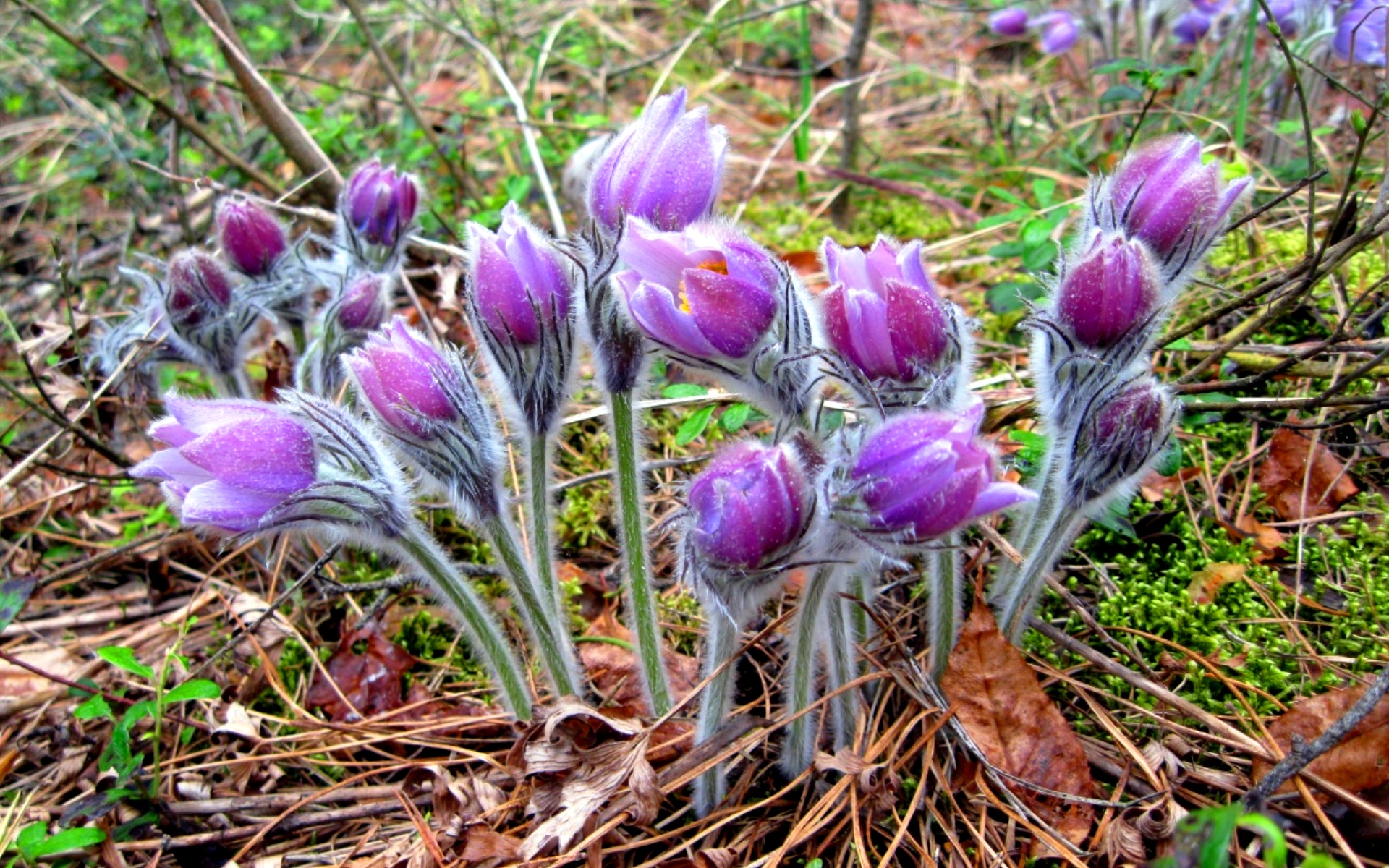 Hoa đầu mùa xuân: ảnh, tên và mô tả về các loài linh trưởng
