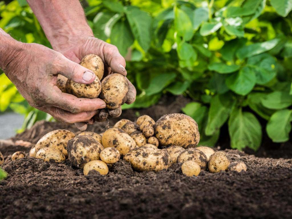 Холандски технологии за отглеждане на картофи: основи, правила, предимства