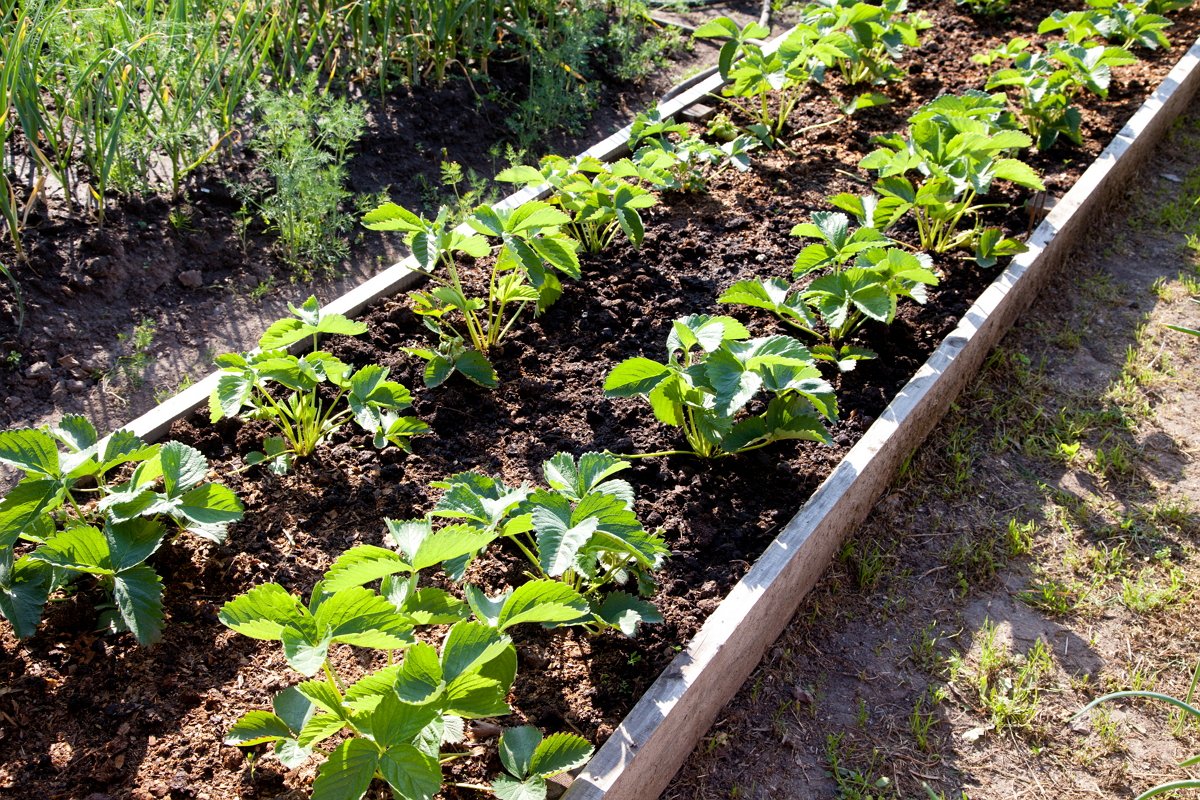 Почва за ягоди и ягоди: как да направите правилната подготовка