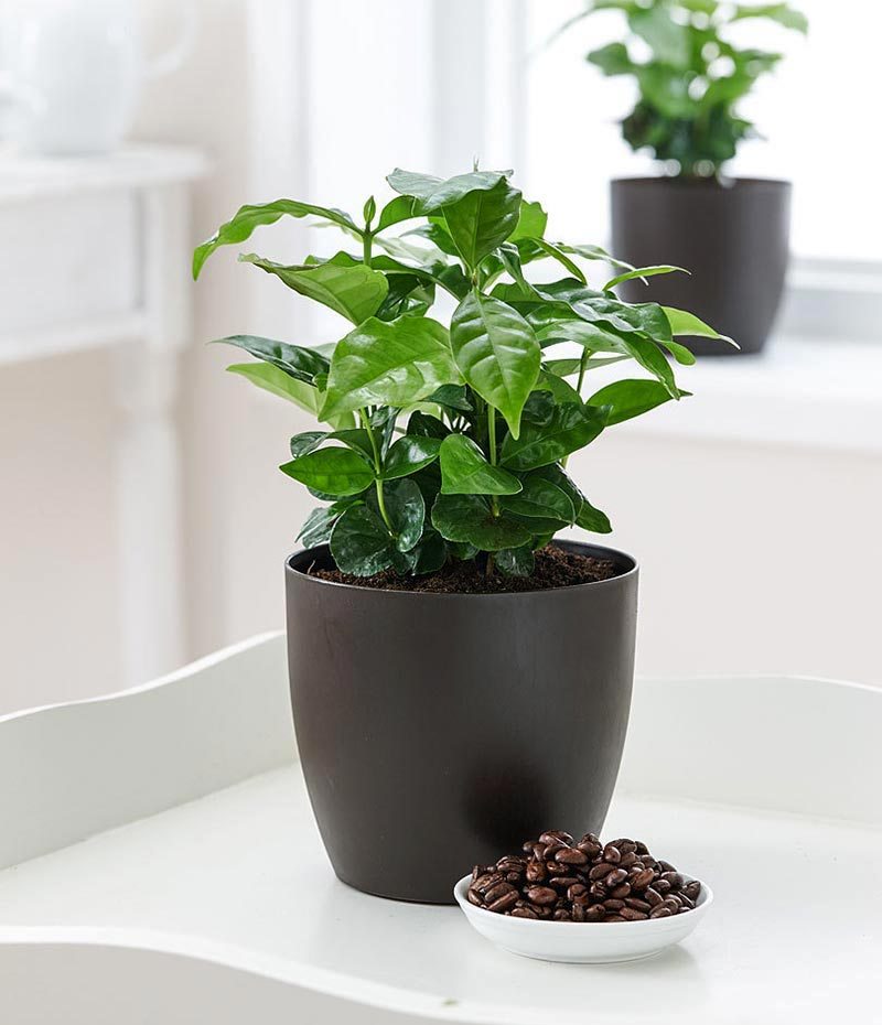טיפול צמחי קפה ערביקה מקורה