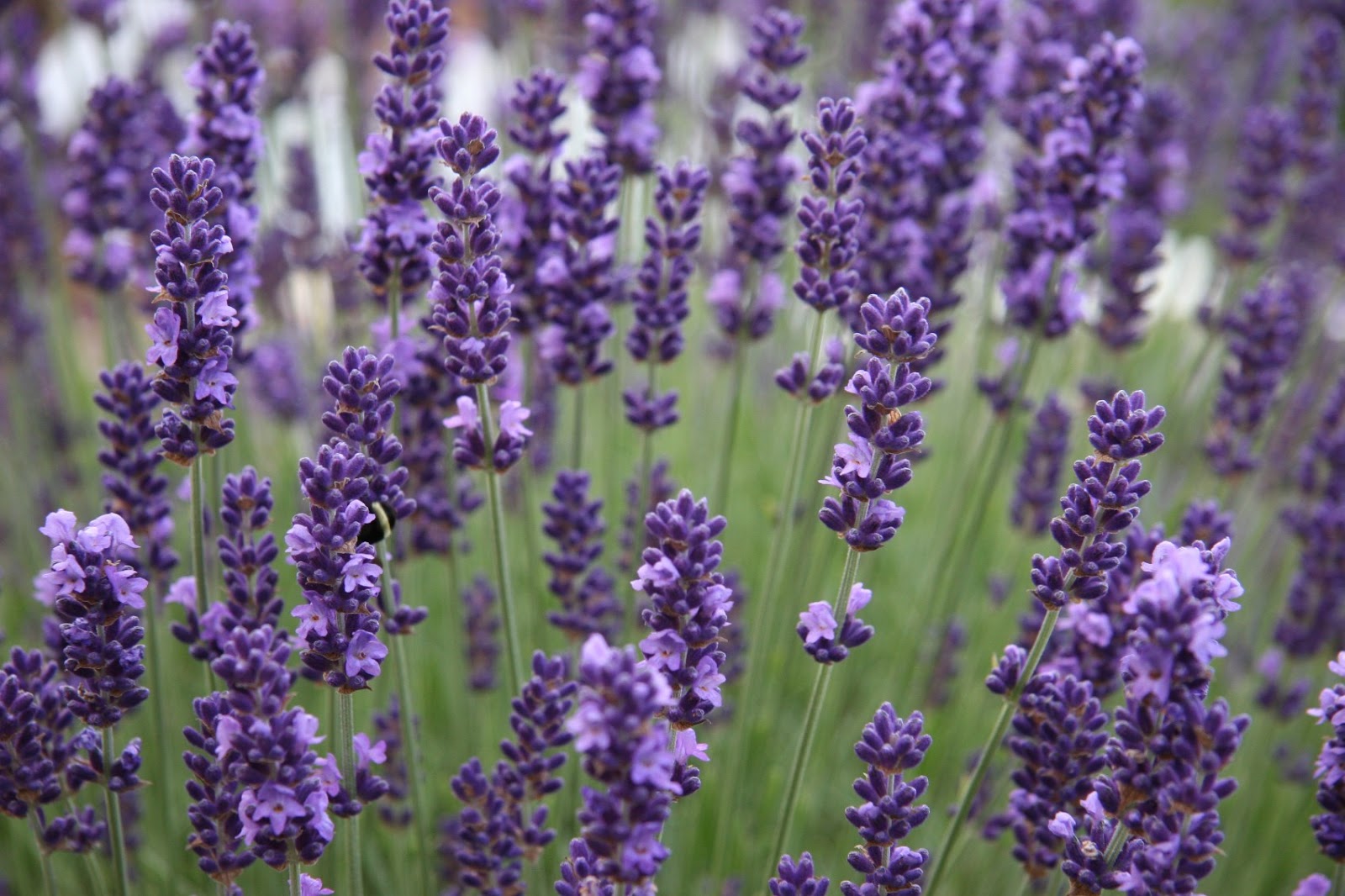 Kasvava laventeli Moskovan alueella: lajikkeet, valokuvia kukista